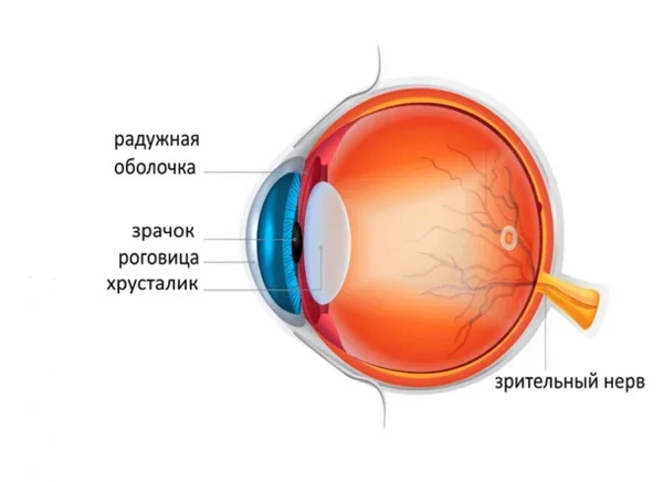 схема глаза