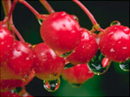 Глазная фитотерапия